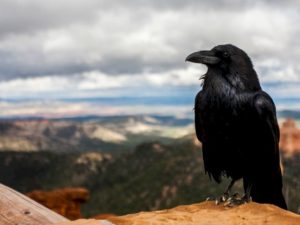 The CMS as You Know It Is Already Dead